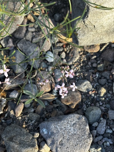 Baja California Star-Violet (Stenotis brevipes)