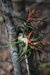 Tillandsia bulbosa
