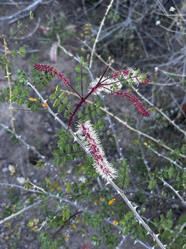 Mexican mimosa (Mimosa distachya)