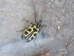 Astylus atromaculatus