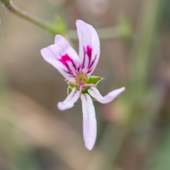 Pelargonium tabulare