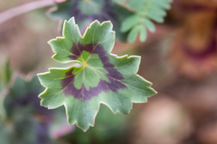 Pelargonium tabulare