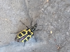 Astylus atromaculatus