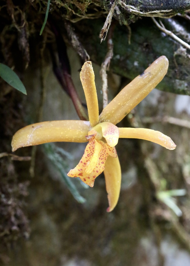 Maxillaria vanillosma