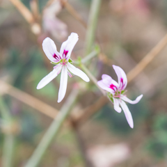 Pelargonium tabulare