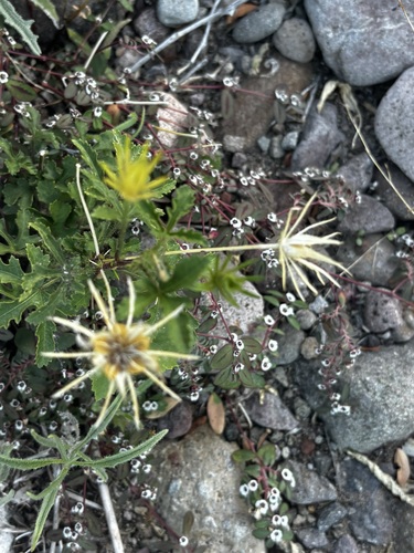Arizona rosemallow (Hibiscus biseptus)