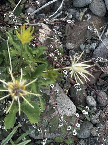 Hibiscus biseptus, photograph 6