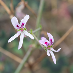 Pelargonium tabulare