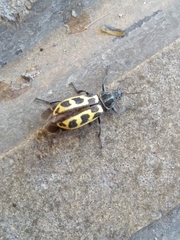 Astylus atromaculatus