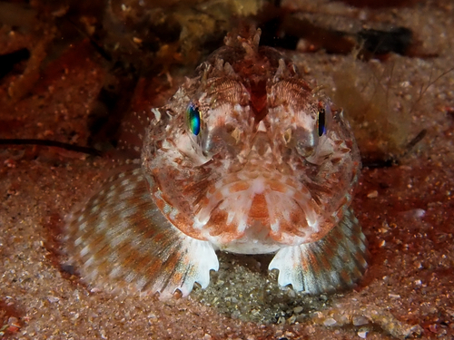 Little gurnard perch (Maxillicosta scabriceps) — Neosebastidae — 4