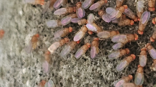 Common Fruit Fly