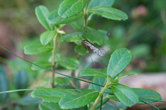 Discobola parvispinula