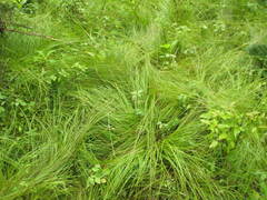 Carex bromoides