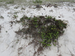 Oncosiphon sabulosus