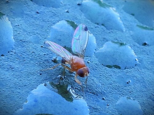 Unknown species found near Diamond Point, Sequim, WA, USA