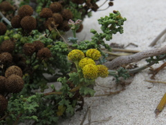 Oncosiphon sabulosus