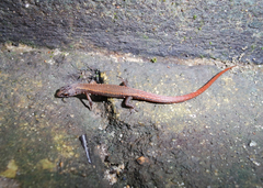 Loxopholis guianense