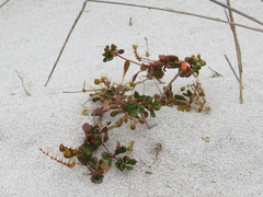 Pharnaceum cordifolium