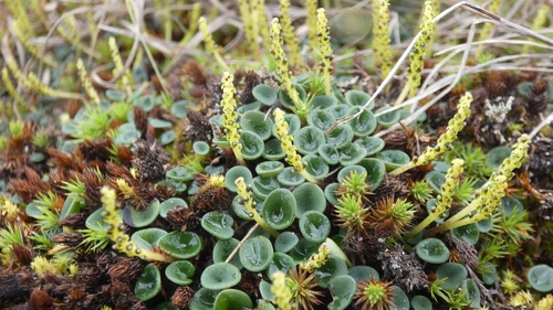 Peperomia jalcaensis