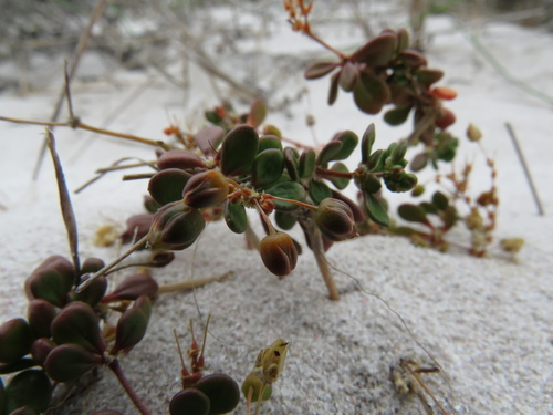 Pharnaceum cordifolium (Pharnaceum cordifolium)