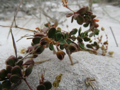 Pharnaceum cordifolium
