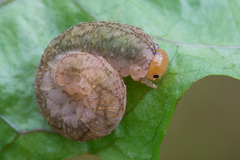 Tenthredo colon