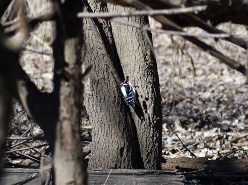 Downy Woodpecker