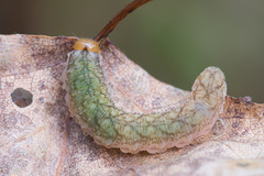 Tenthredo colon