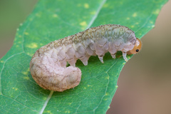 Tenthredo colon