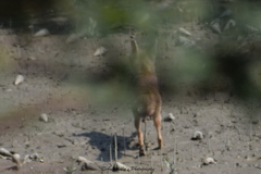 Vulpes bengalensis