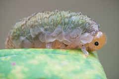Tenthredo colon
