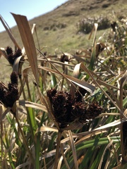 Cyperus ustulatus