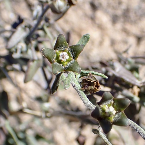 Spearleaf (Matelea parvifolia)