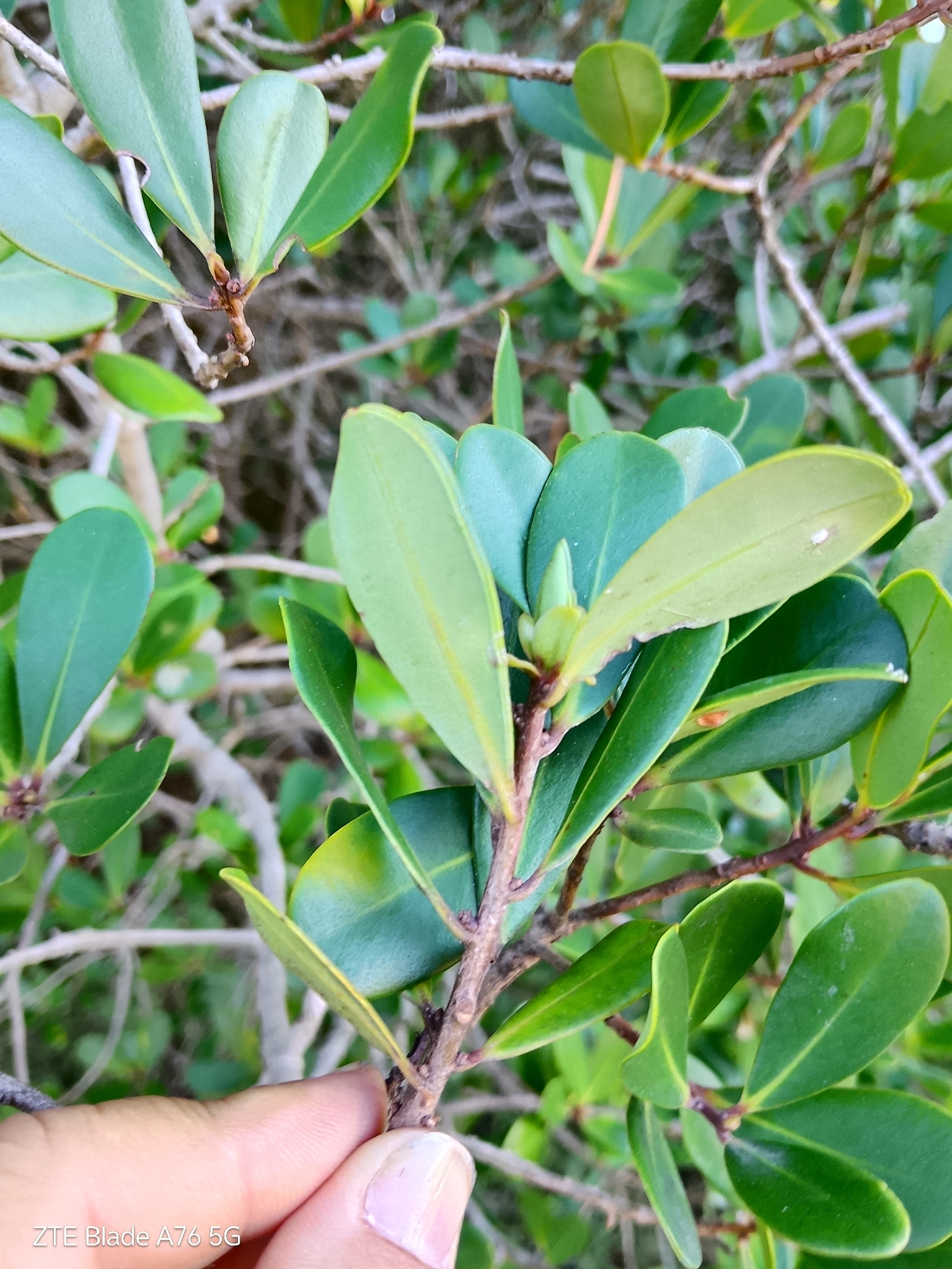 Myrsine parvifolia