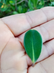 Myrsine parvifolia, photograph author not stated, no rights reserved