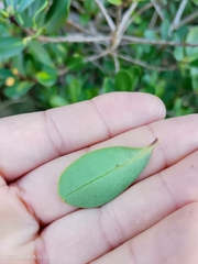 Myrsine parvifolia, photograph author not stated, no rights reserved
