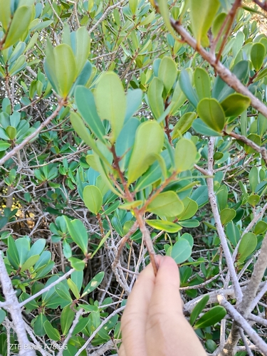 Myrsine parvifolia, photograph 4
