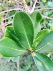 Myrsine parvifolia, photograph author not stated, no rights reserved