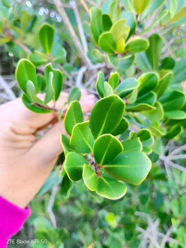 Myrsine parvifolia, photograph 6