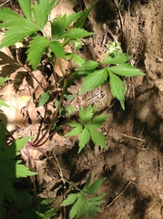 Hydrophyllum virginianum