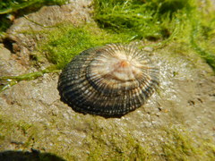 Gastropoda
