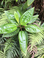 Melastoma septemnervium