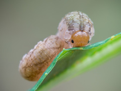 Tenthredo colon