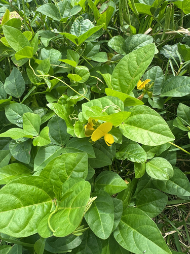 Vigna marina observed 2026-02-27