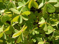 Oxalis pes-caprae
