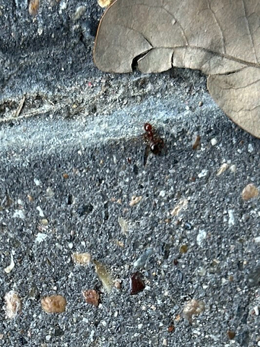 Red Imported Fire Ant