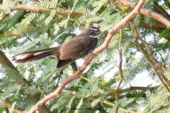 Rhipidura albicollis