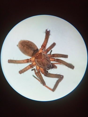 Nomisia exornata