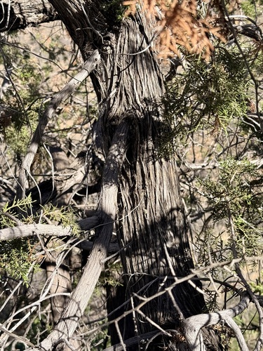 redberry juniper (Juniperus arizonica)