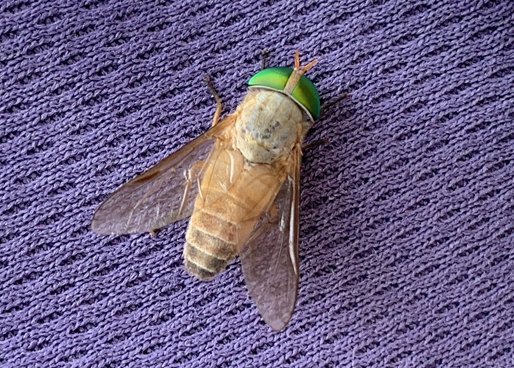 Dasybasis nemopunctata